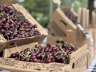 It’s On: Cherry Season Has Started!