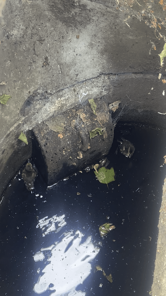 PSA: check your local storm drains for ducklings!