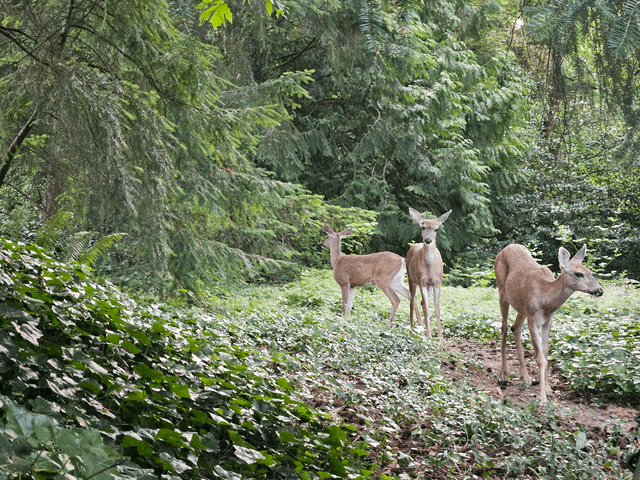 Morning visitors.