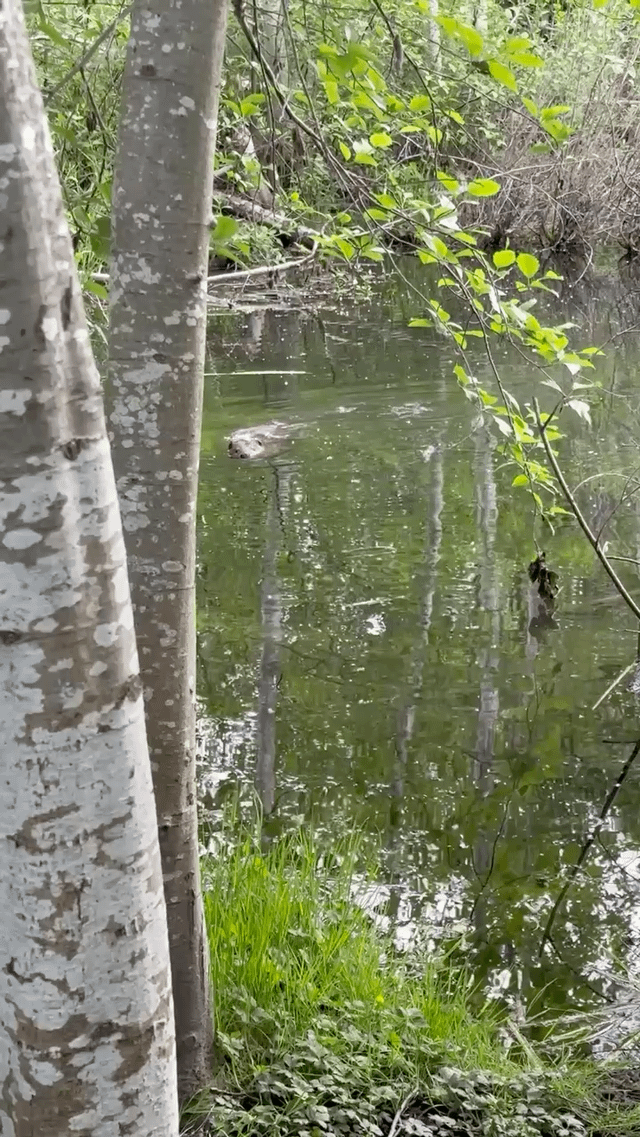 Are we doing beavers?