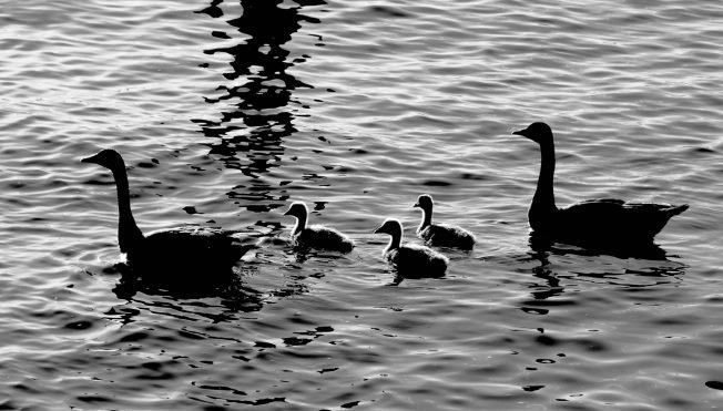 WEST SEATTLE BIRDS: 10 views!