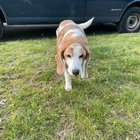 Anybody recognize this dog found crossing 23rd Avenue and Pine St?