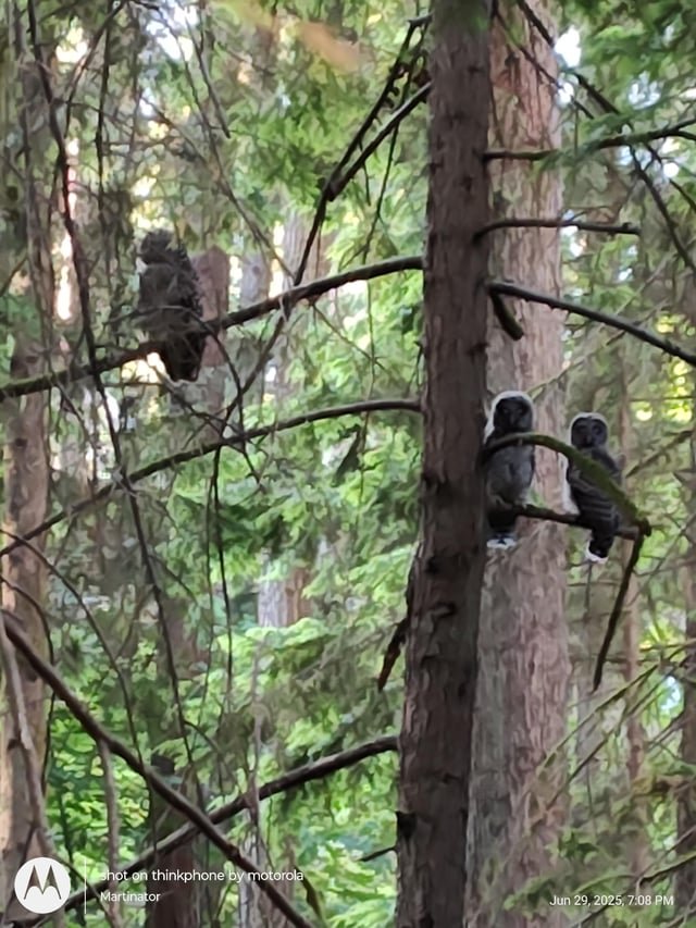 Bridle trails owls
