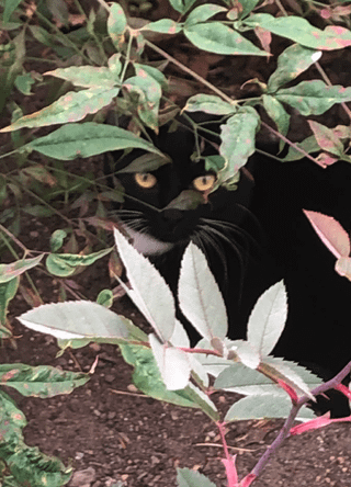 New cat hanging around my garden