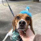 More dogs should wear hats 🎩