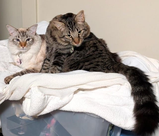 Lost 2 Cat Siblings – Seward Park/Hillman