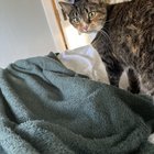 Missing Cat: Central District/Cherry Hill -5yo tortie cat “Nuni”