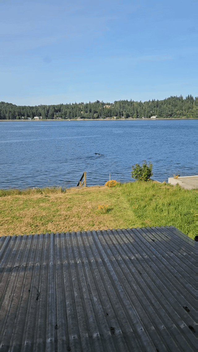 Orcas in Rich Passage