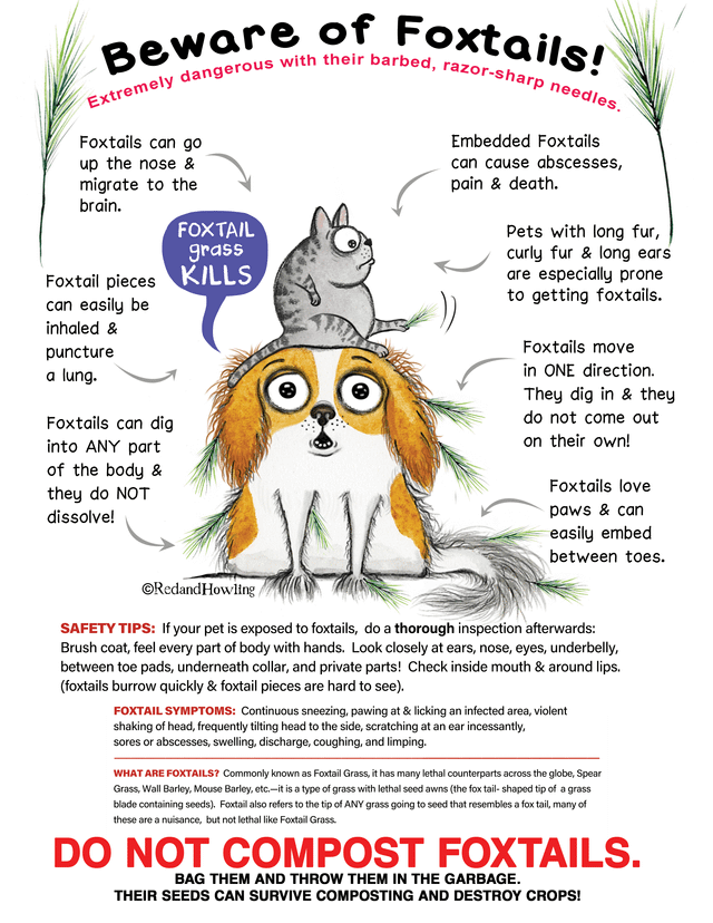 Yearly Foxtail PSA!