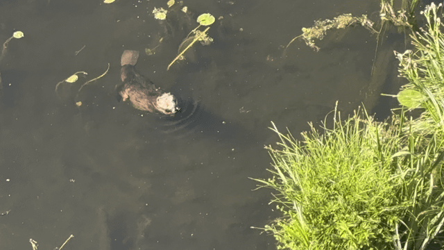 Beaver sighting in Montlake
