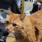 Large orange cat found in Leschi