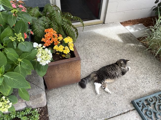 COUNTDOWN: Five days until sold-out West Seattle Garden Tour. What to know if you’re going