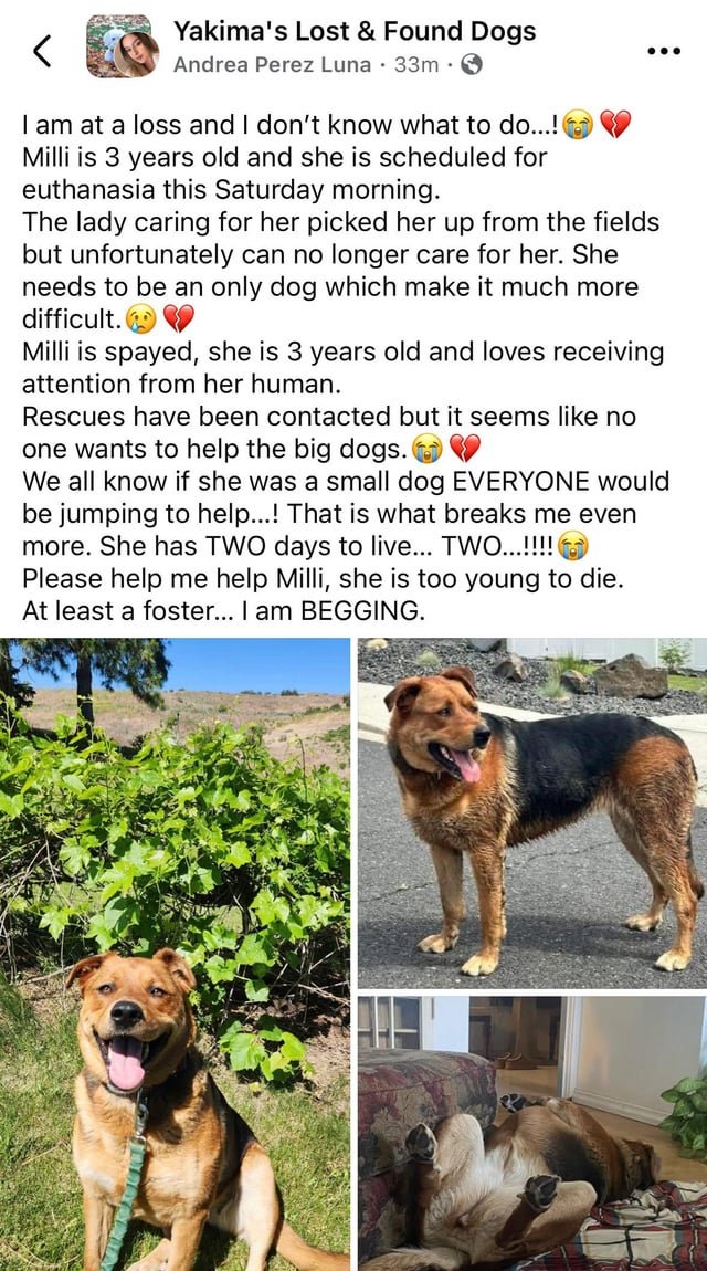 Dog in Yakima County in need of a home/foster ASAP
