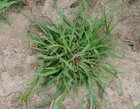 Great time to take care of your foxtails! (whether you want to or not)
