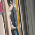 Did someone have their black and tan Pomeranian stolen yesterday morning or possibly Sunday night? Light blue collar.