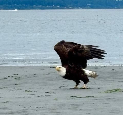 38 notes for your West Seattle Saturday!