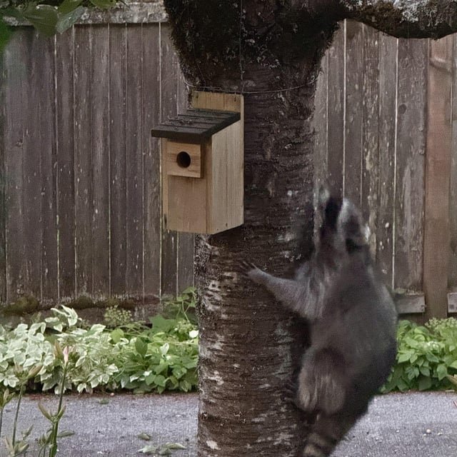 Today I learned raccoons climb trees to eat fruit