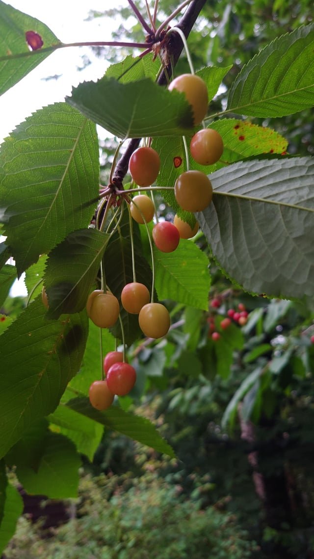 Are these wild rainier cherries? Are they safe to eat?