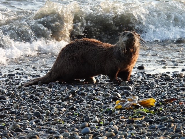 WEST SEATTLE WILDLIFE: Otter, dining at the beach