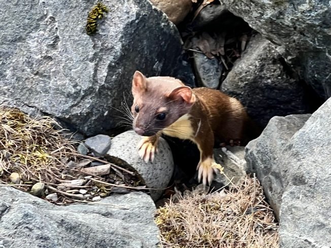 WEST SEATTLE WILDLIFE: Lincoln Park ‘weasel’ sightings