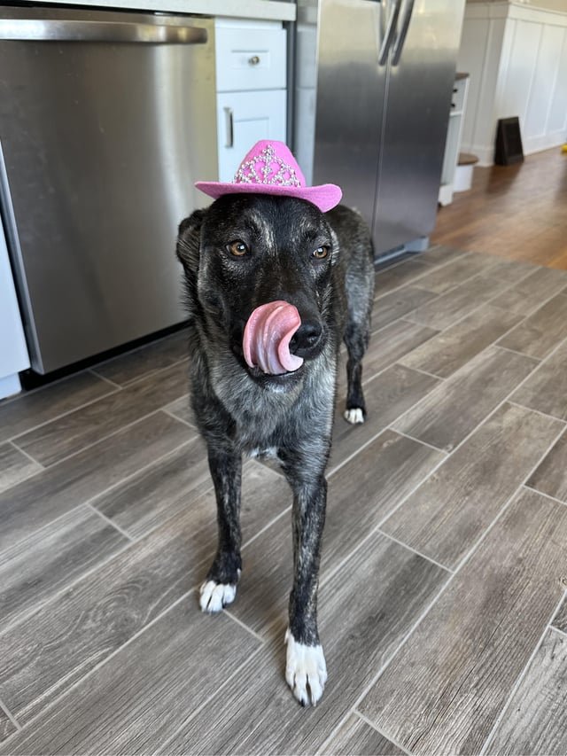 Foster seeking forever home!