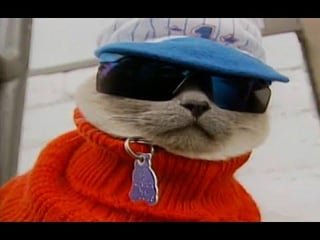 TIL About Tagrie the Cat, the Fashion Icon of Renton