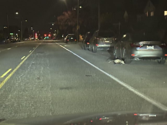 I brake for North America’s only native marsupial