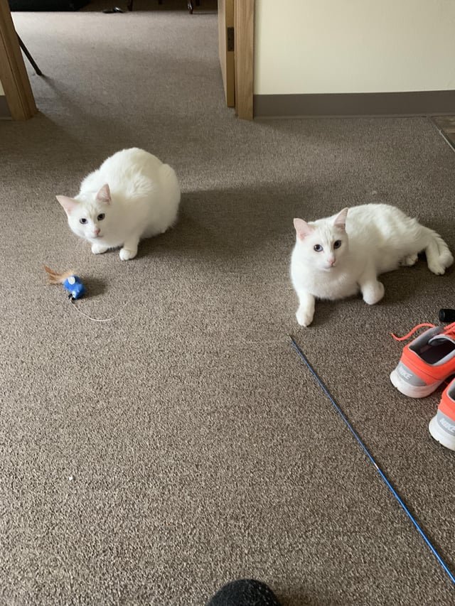 Does anyone want 2 cats?
