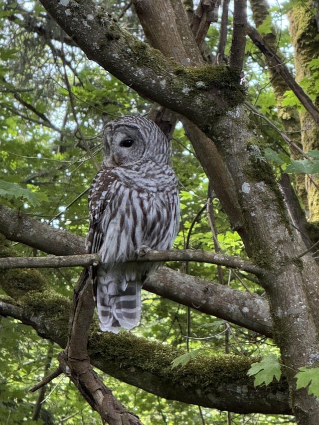 Spotted Majestic Owl in Discovery Park Today