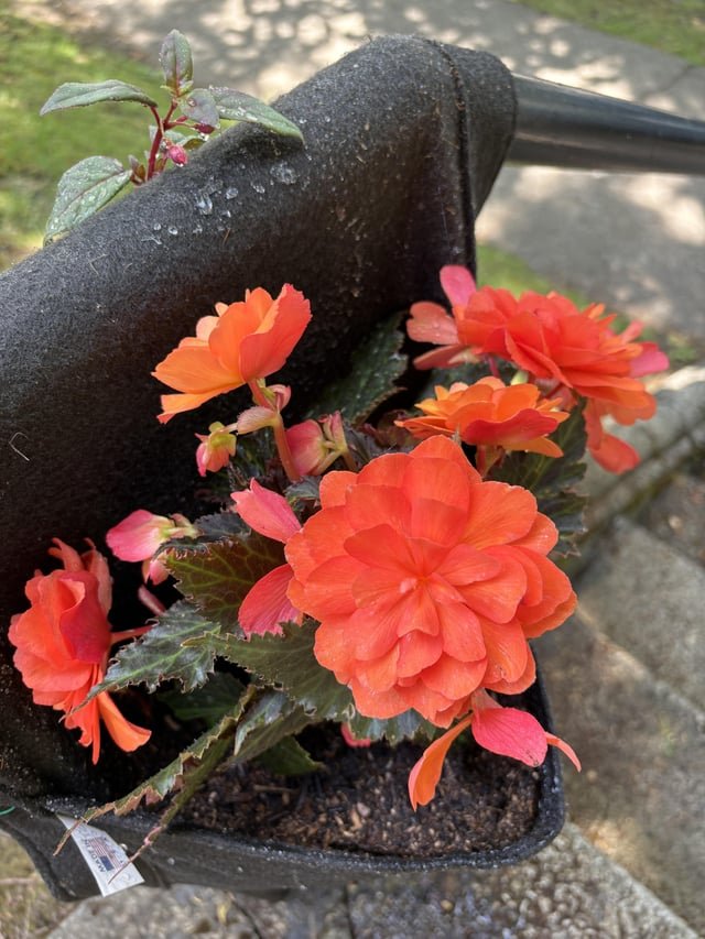 MISSING PLANT