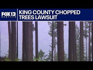 Interview with treecutting homeowner starts at 3:11