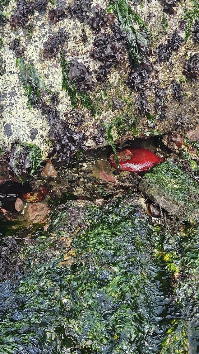 Tidepooling in West Seattle