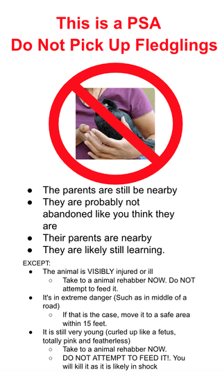 PSA – DO NOT pick up fledglings