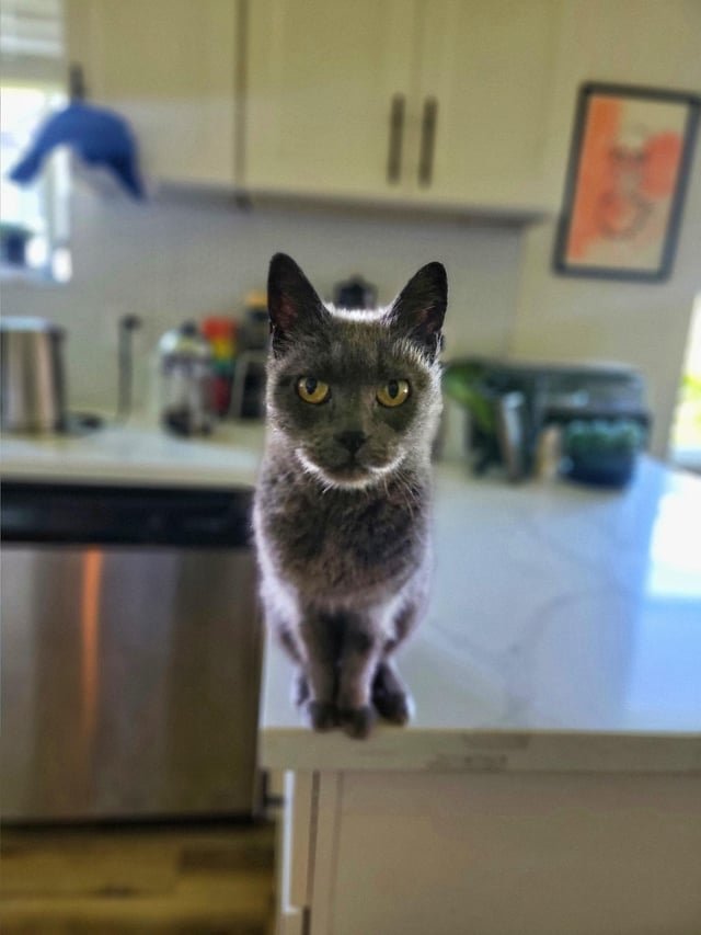 Cat Looking for No-Animal Household