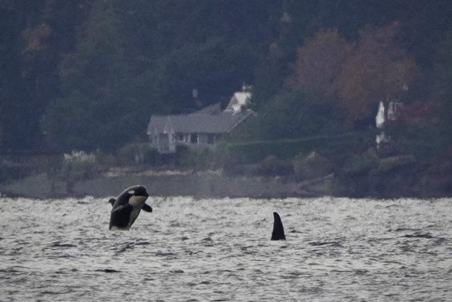 ‘The whales are still here,’ but one of their champions has had to move on: The Whale Trail’s summer gathering honors orcas’ hero