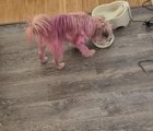 Found: Lost dog on Dexter Ave in Queen Anne