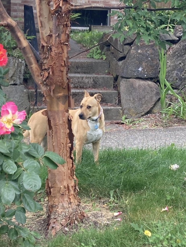 Lost dog Ballard Seattle