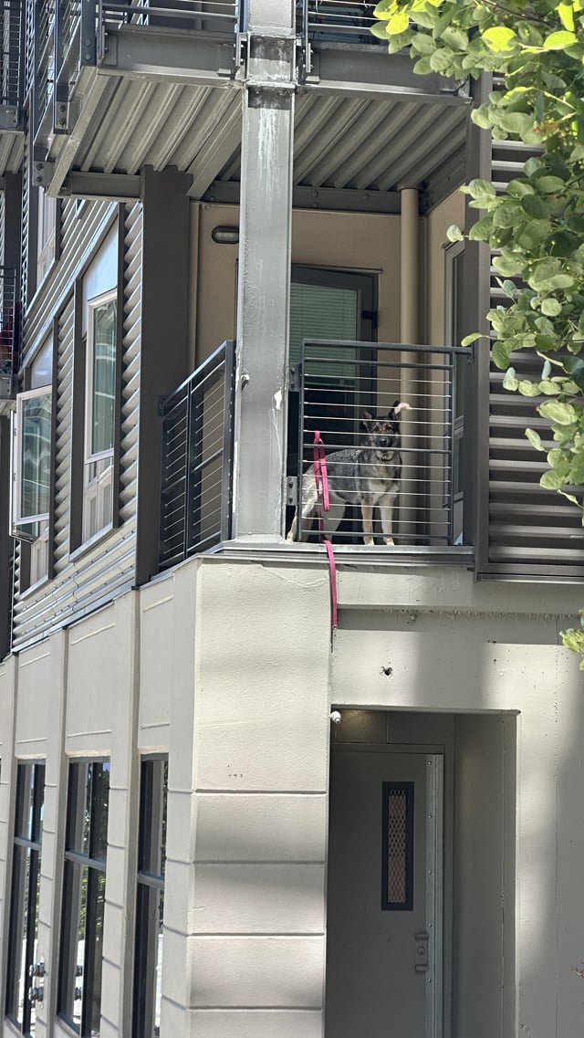 Dog constantly barking 1st ave and broad