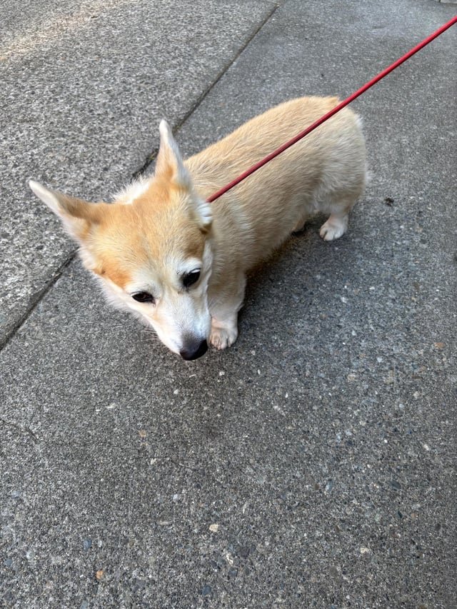 Hi folks, This poor little corgi was found lost next to our building near Kinnear Park. If this is your dog, He’s been taken to the Seattle Animal Shelter in Interbay: https://www.seattle.gov/animal-shelter/find-an-animal/adopt