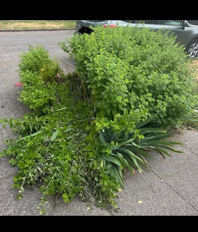 Recycling truck ran over my plants. Amount to file damage claim for?