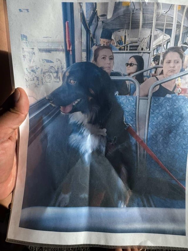 Missing dog, last seen around Ballard area at 20th and Market. She’s still wearing her collar and leash is named “Carol”. If found, please call All The Best Pet Care in Ballard at (206) 782-1500.