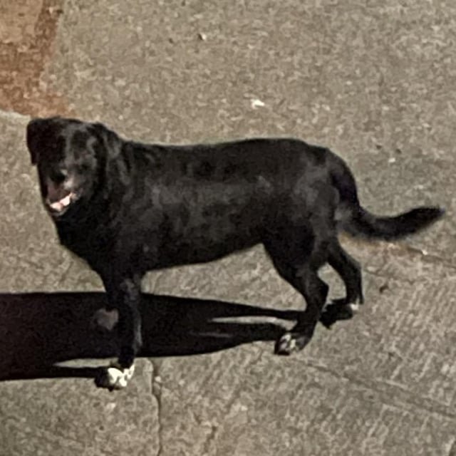 Dog spotted in West Woodland
