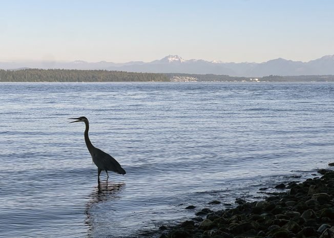 Play Along in the Park, Fauntleroy Community Association, group run, more for your West Seattle Tuesday