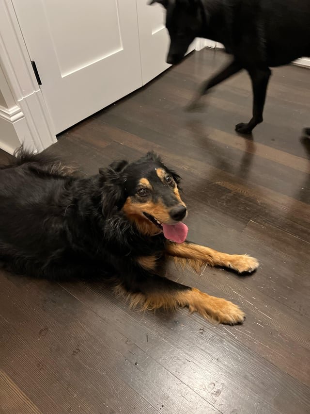 Dog Found in Capitol Hill