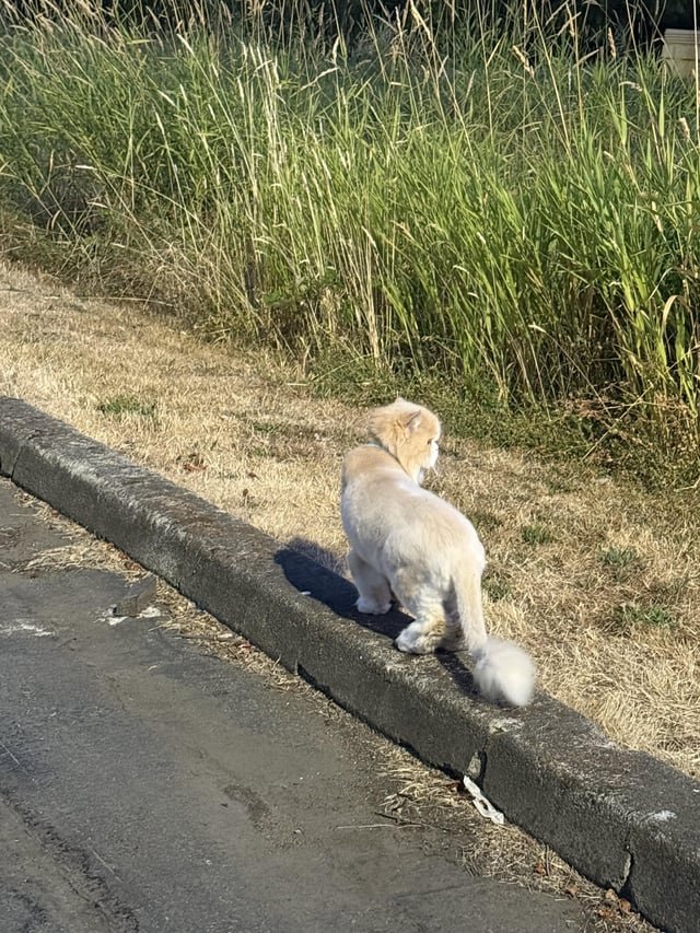 Lost cat in Redmond
