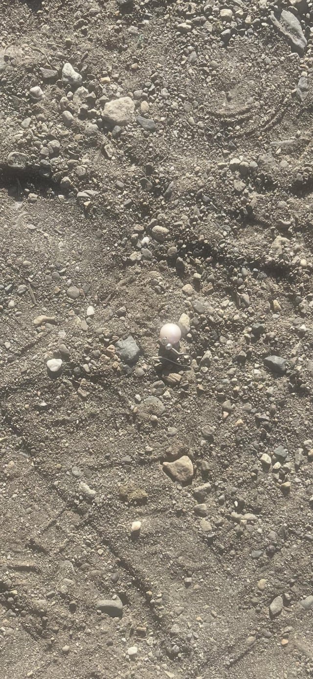 This is a longshot but… lost earring (near gasworks park)
