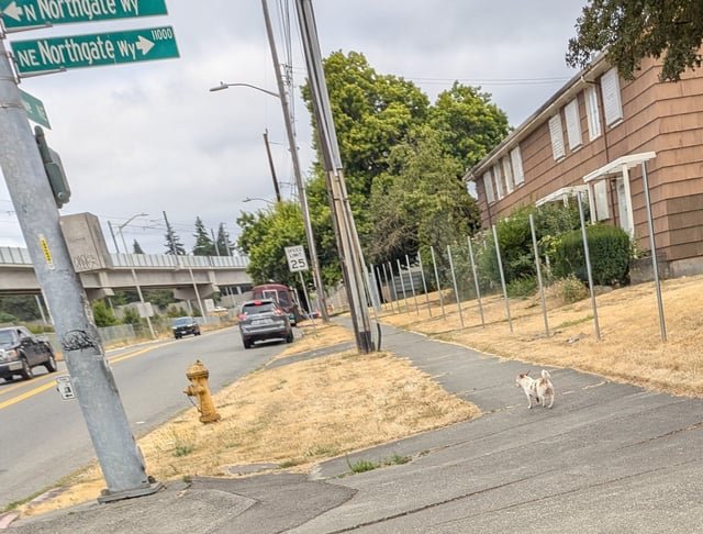 Is this your dog? 105th and i5