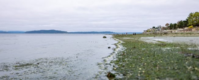 PHOTOS: Low-low tide at Constellation Park