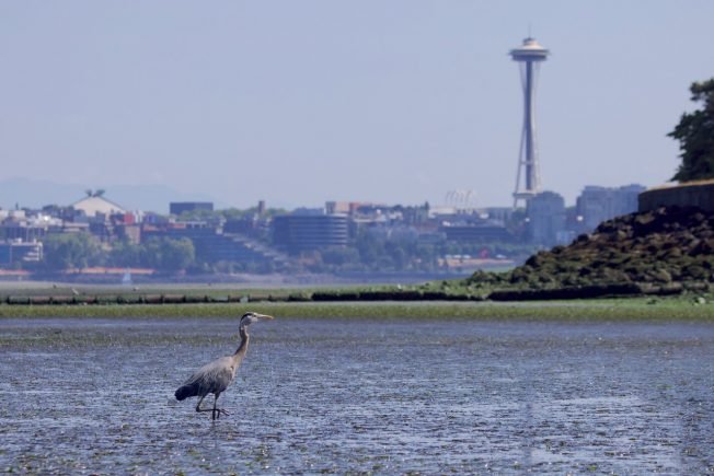 PHOTOS: More West Seattle low-low tide sights