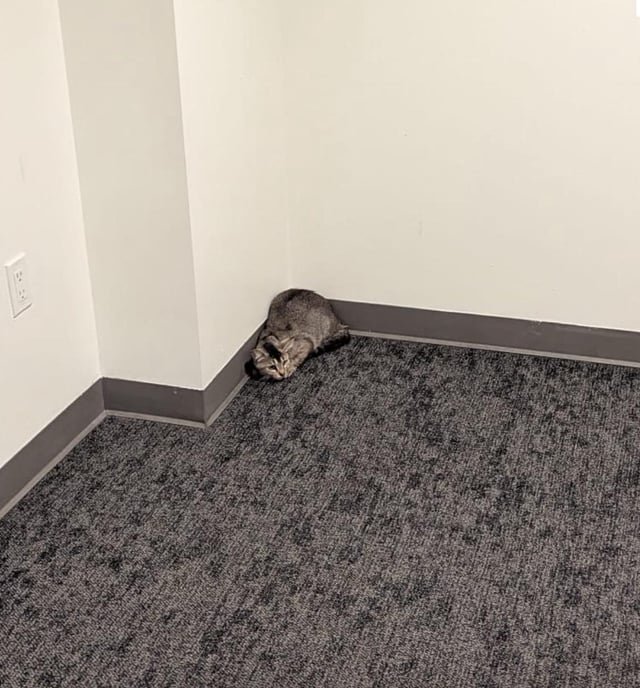 Found cat 1st Hill